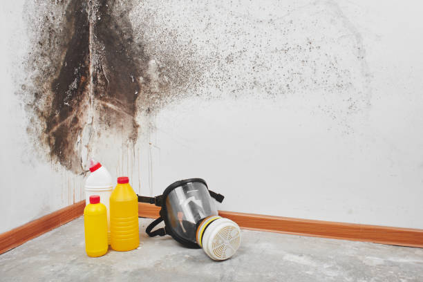 Best Home Mold Removal  in Wyomissing, PA