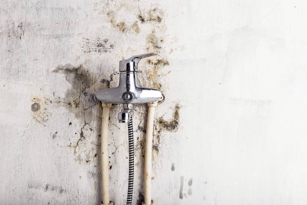  Wyomissing, PA Mold Removal Pros