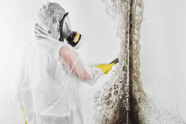 Attic Mold Removal in Wyomissing, PA