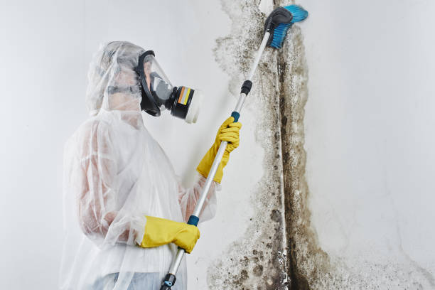 Best Affordable Mold Removal  in Wyomissing, PA