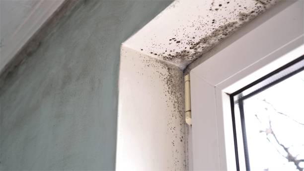 Best Same-Day Mold Removal  in Wyomissing, PA