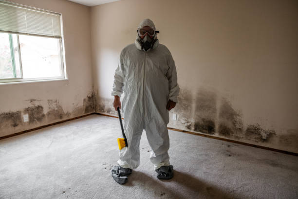 Best Attic Mold Removal  in Wyomissing, PA