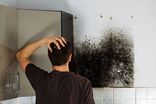 Best Commercial Mold Removal  in Wyomissing, PA