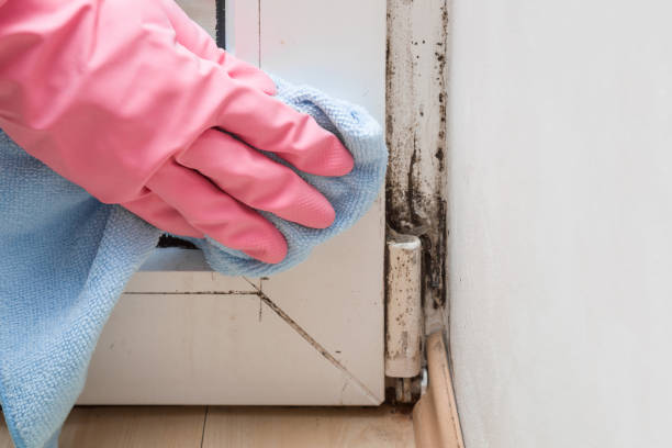 Best Mold Testing  in Wyomissing, PA