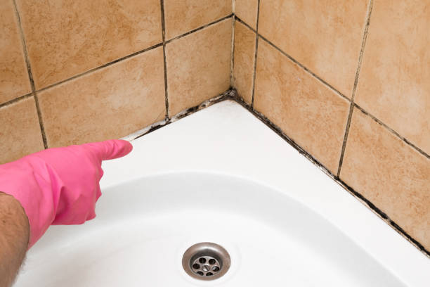 Home Mold Removal in Wyomissing, PA